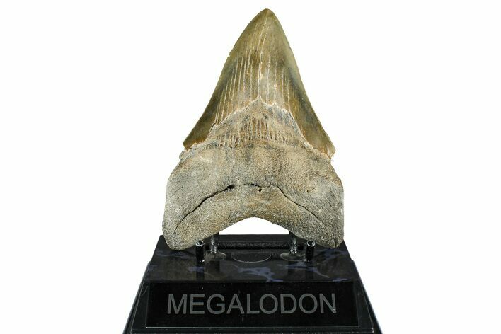 Serrated, Fossil Megalodon Tooth - North Carolina #370210
